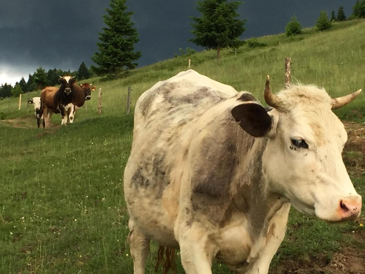 Pensiunea Agroturistica Casa Colinita Vatra Moldoviţei Exterior foto